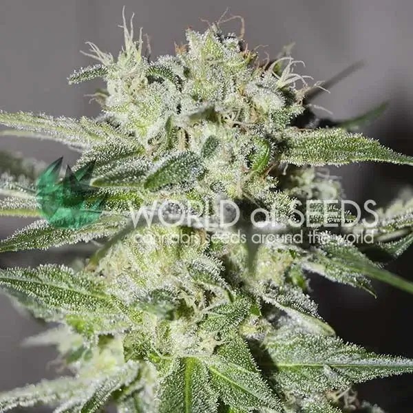 Pakistan Valley Feminized by World of Seeds