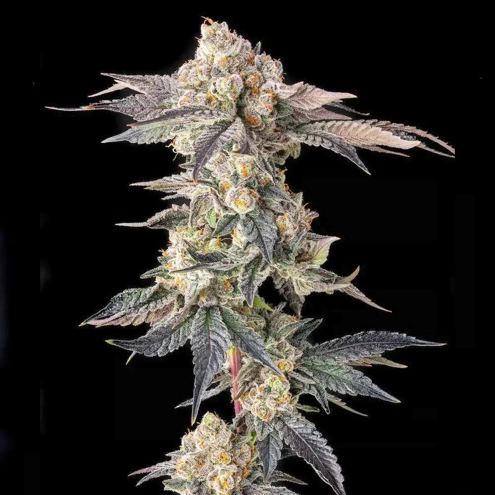 Pamellowz Feminized by Compound Genetics