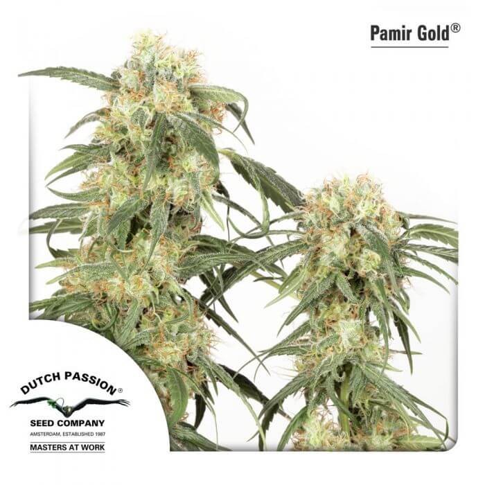 Pamir Gold Feminized by Dutch Passion