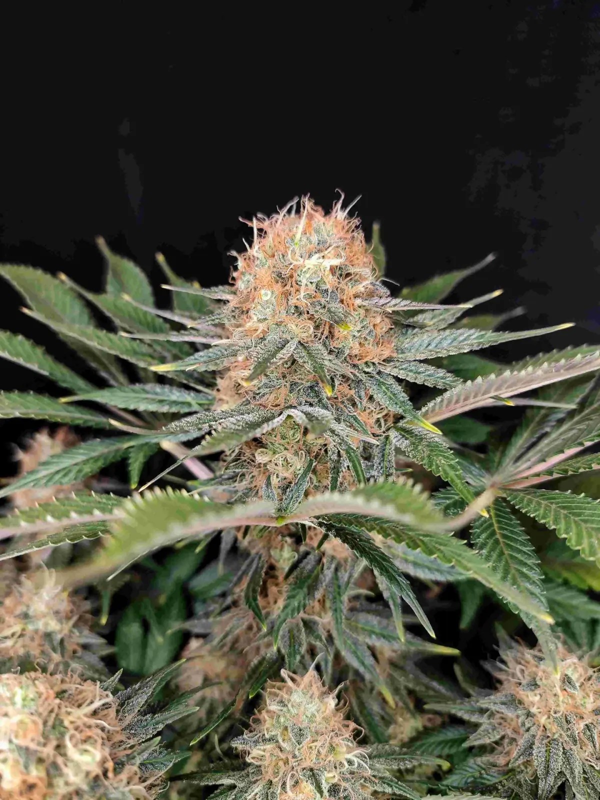 Panakeia High Terpenes Feminized by Buddha Seeds