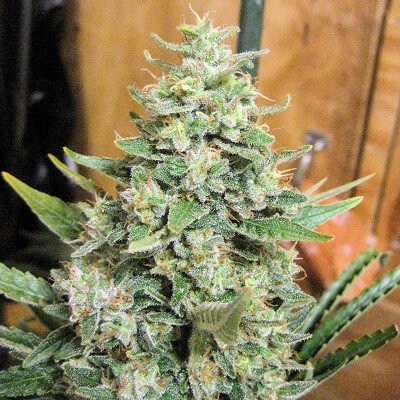 Panamá x Malawi Feminized by Ace Seeds