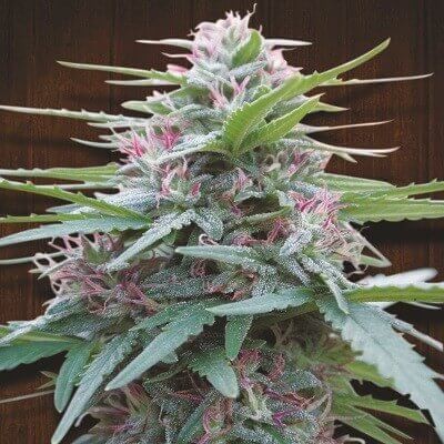 Panama Feminized by Ace Seeds