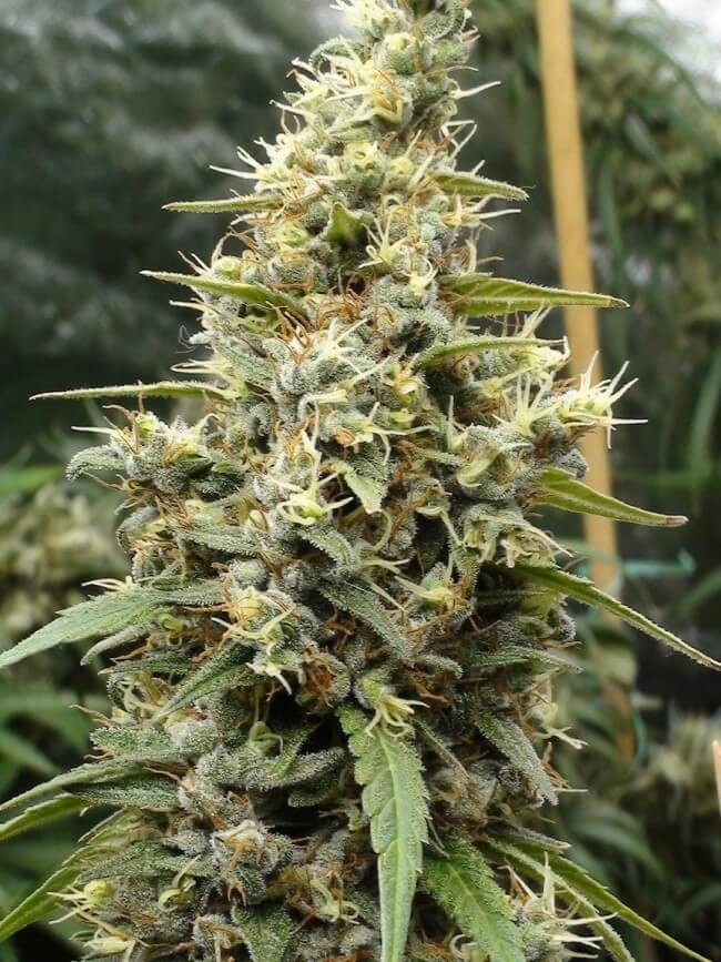 Panama Haze Feminized by Ace Seeds