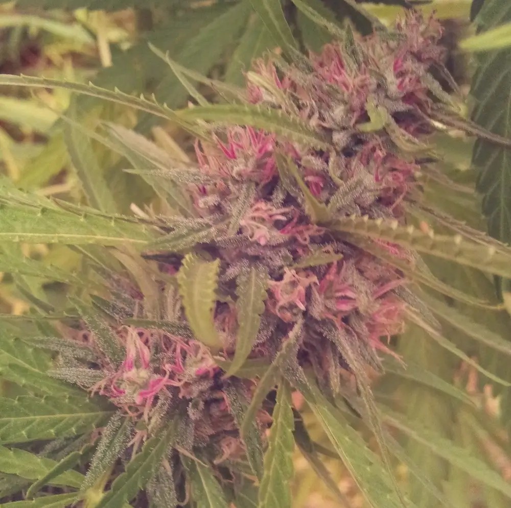 Panama Regular by Ace Seeds