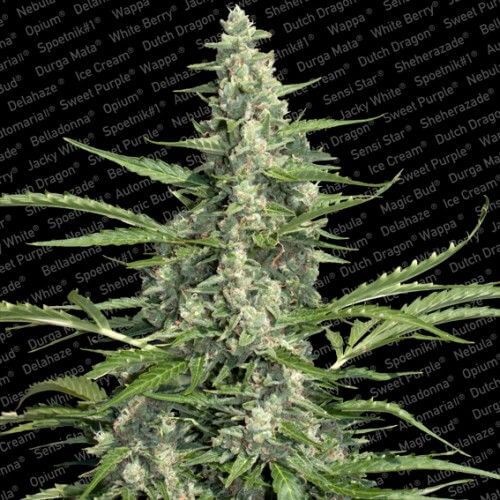 Pandora Autoflower by Paradise Seeds