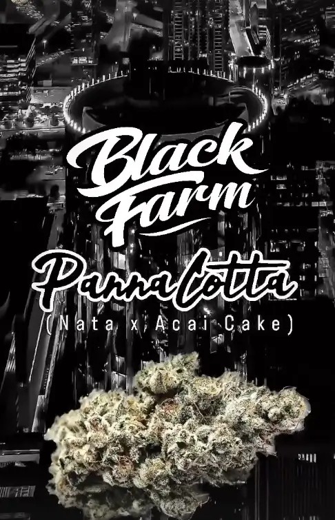 Pannacotta Feminized by Black Farm Genetix
