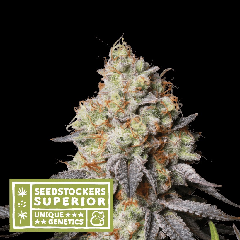 Panty Punch Auto Autoflower by Seedstockers
