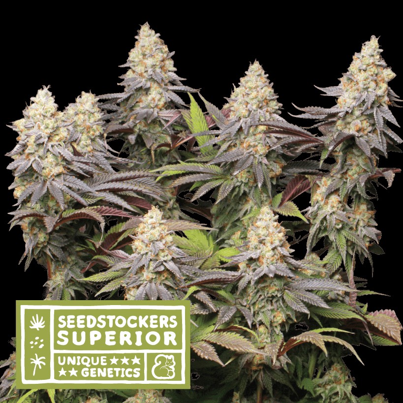 Panty Punch Feminized by Seedstockers