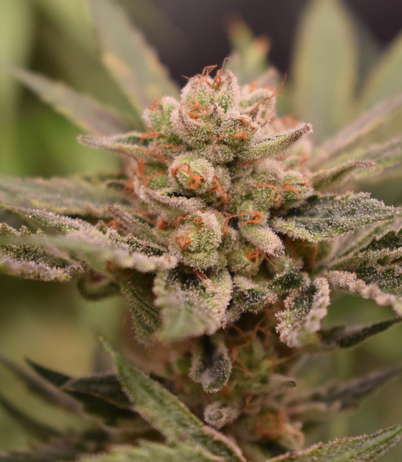 Papaya & Banana Feminized by Old School Genetics