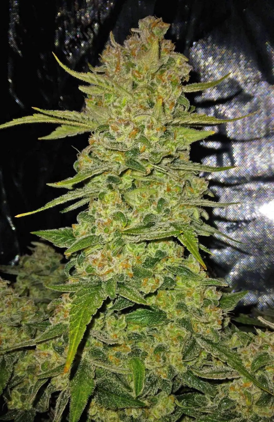 Papaya Cookies Auto Autoflower by Fast Buds