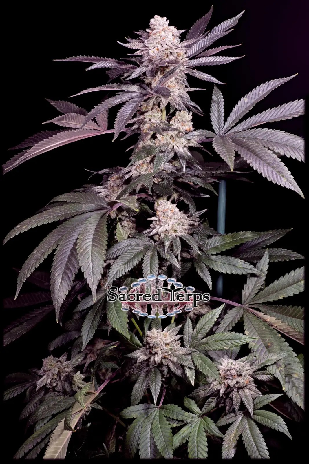 Papaya Feminized by Sacred Terps