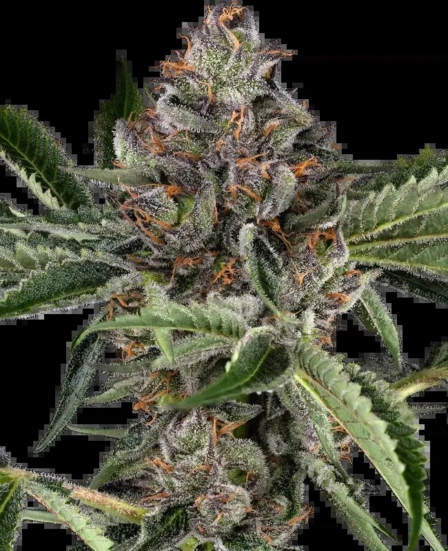 Papaya Jealousy Feminized by Sensi Seeds