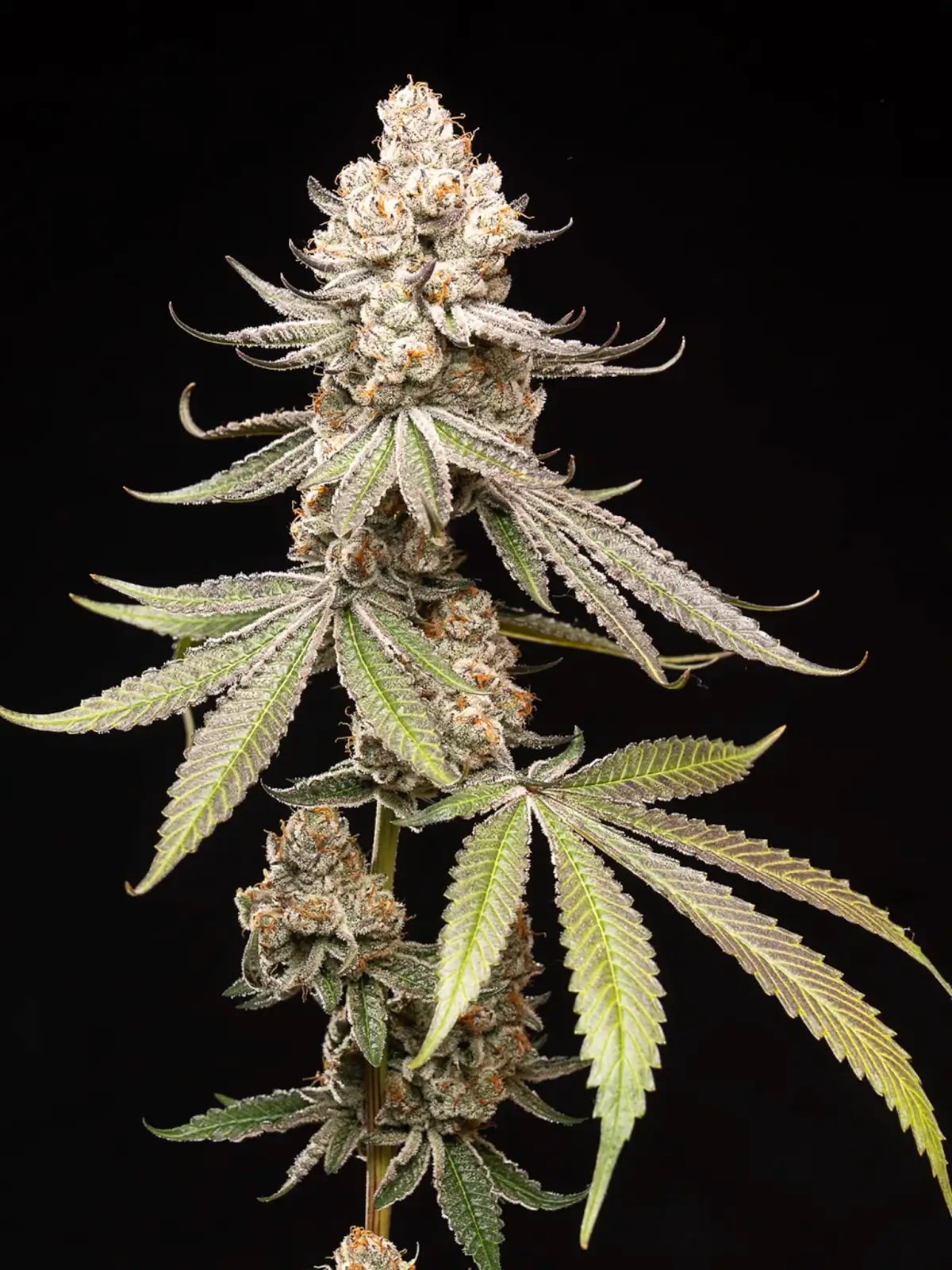 Papaya Limez Feminized by World Breeders
