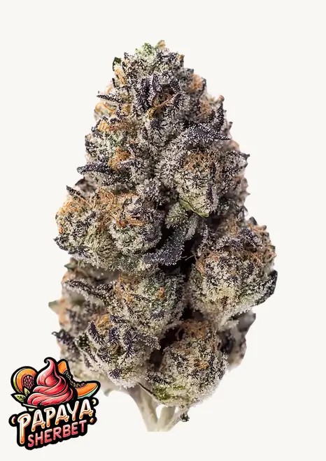 Papaya Sherbet Feminized by Fast Buds