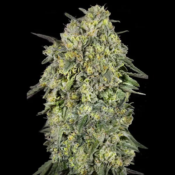 Papaya Triploid Feminized by Advanced Seeds