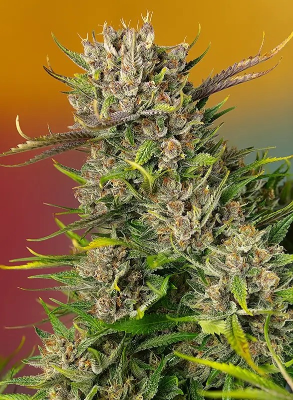 Papaya Zoap Auto Autoflower by Sweet Seeds