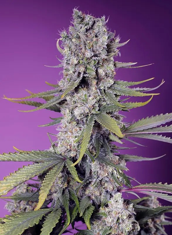 Papaya Zoap F1 Fast Version Feminized by Sweet Seeds
