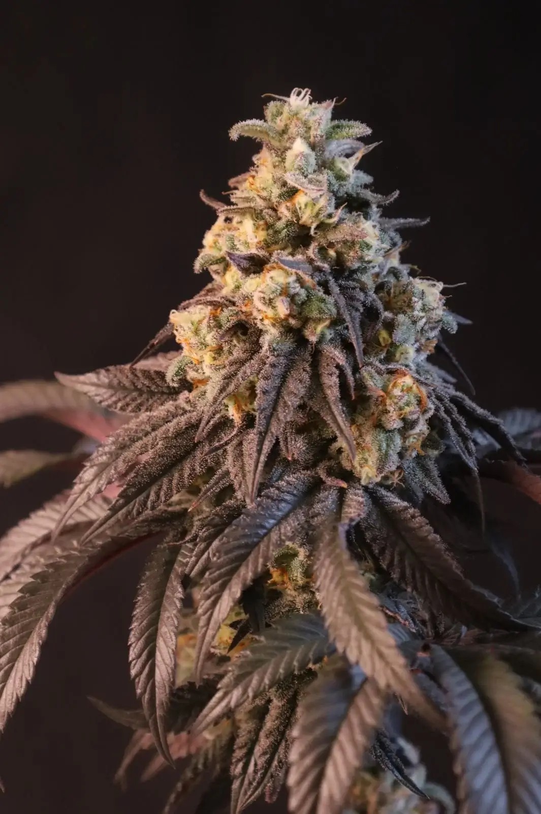 Papayton Feminized by Fast Buds