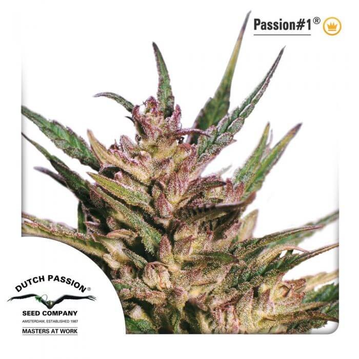 Passion #1 Feminized by Dutch Passion