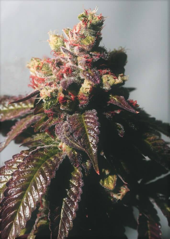 Passion Berry Feminized by The Cali Connection
