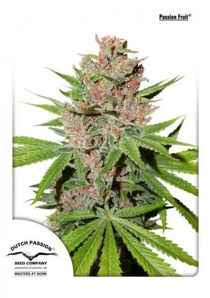 Passion Fruit Feminized by Dutch Passion