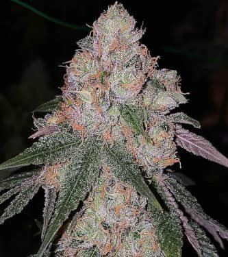 Patrón Feminized by The Plug Seedbank