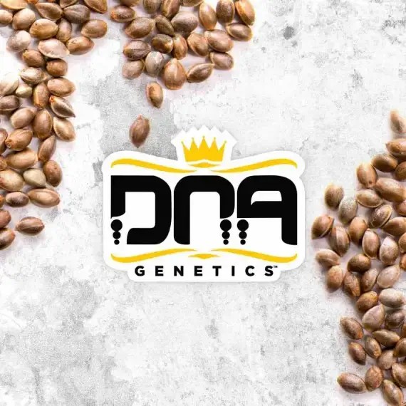 Patrick Swayze Auto Autoflower by DNA Genetics