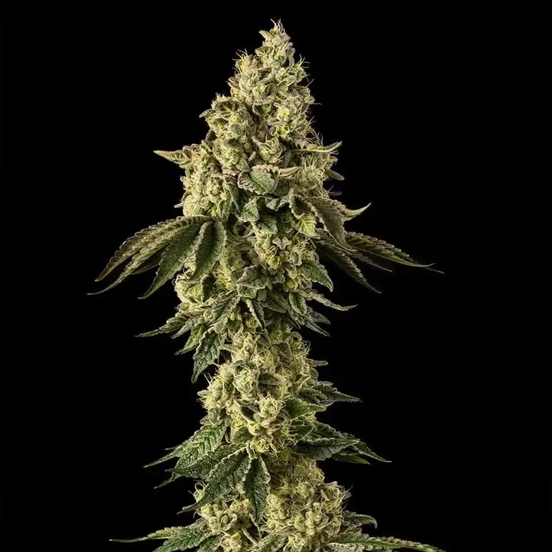 Peach Cake Feminized by Silent Seeds