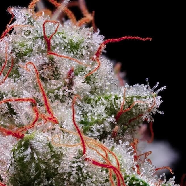 Peach Crescendo Auto RF3 Autoflower by Ethos Genetics