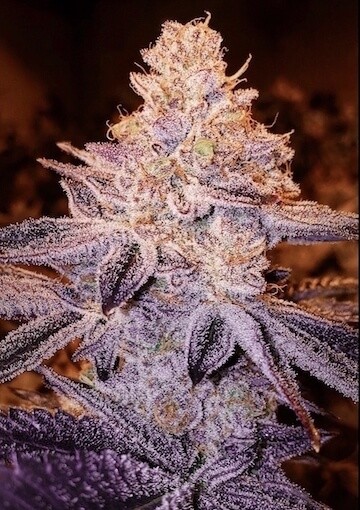 Peach Crescendo Regular by Ethos Genetics