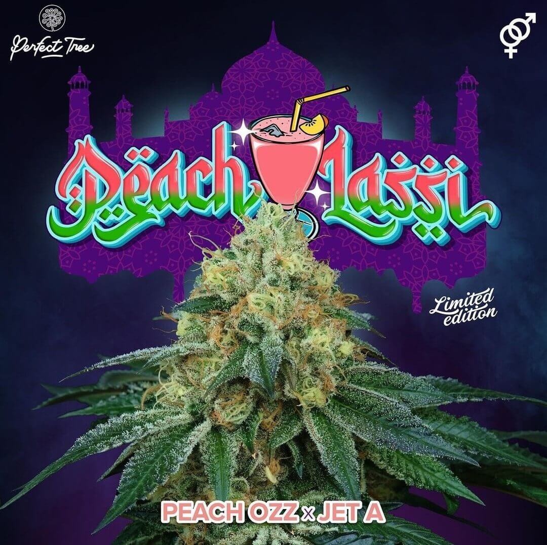 Peach Lassi Regular by Perfect Tree