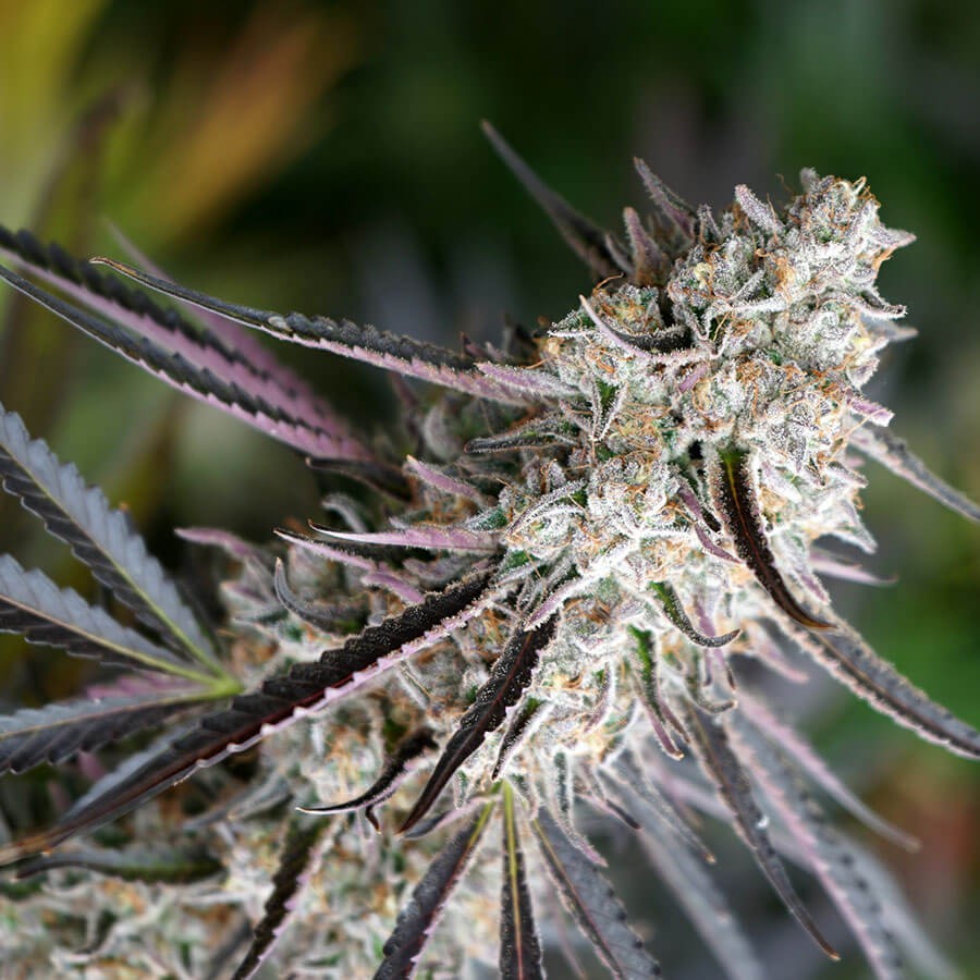 Peanut Butter Breath Fast Flowering Feminized by Humboldt Seed Organization