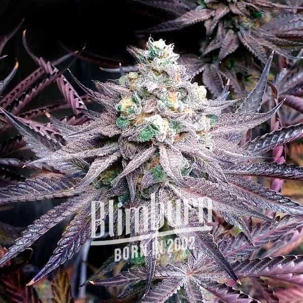 Peanut Butter Breath Feminized by Blimburn Seeds