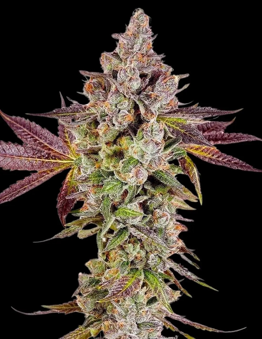 Permafunk Feminized by Compound Genetics