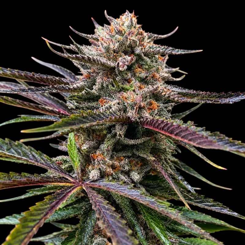 Permanent Gas Feminized by Triploid Genetics