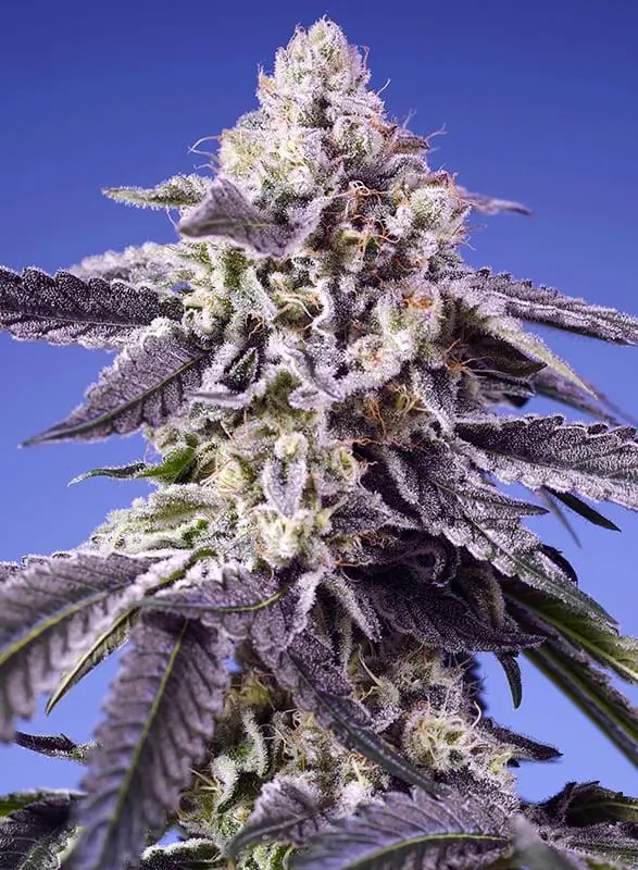 Permanent Jealousy XL Autoflower by Sweet Seeds