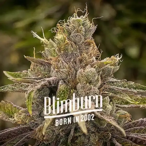 Permanent Marker Feminized by Blimburn Seeds
