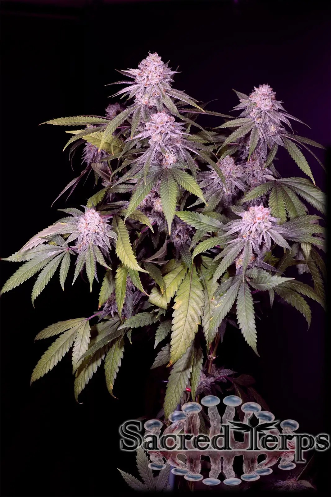 Permanent Marker Feminized by Sacred Terps