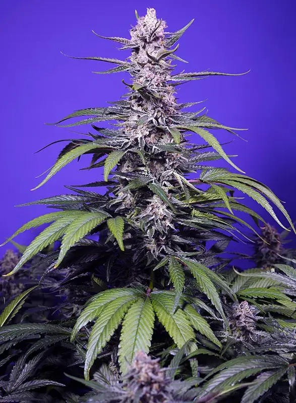 Permanent Marker XL Auto Autoflower by Sweet Seeds