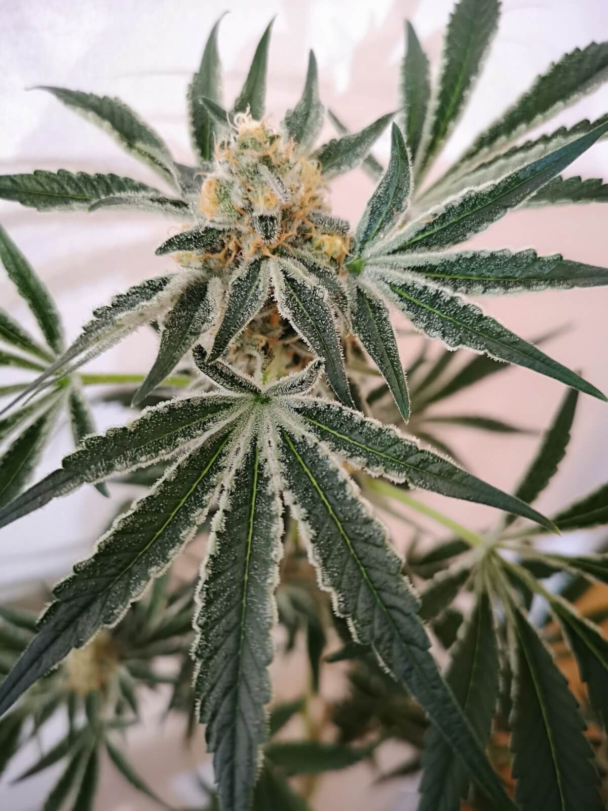 Petrol Skunk Feminized by Old School Genetics