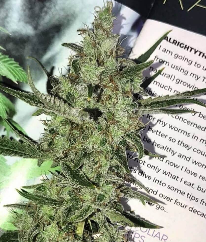 Petrol Skunk Regular by Old School Genetics