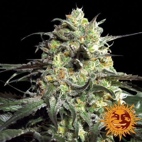 Peyote Cookies Feminized by Barneys Farm