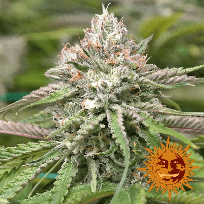Peyote Critical Feminized by Barneys Farm