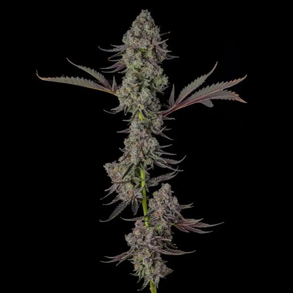 Philbo Baggins Feminized by Compound Genetics