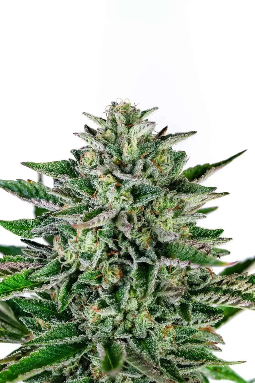Piña Blanca Feminized by Higher Heights Mendo