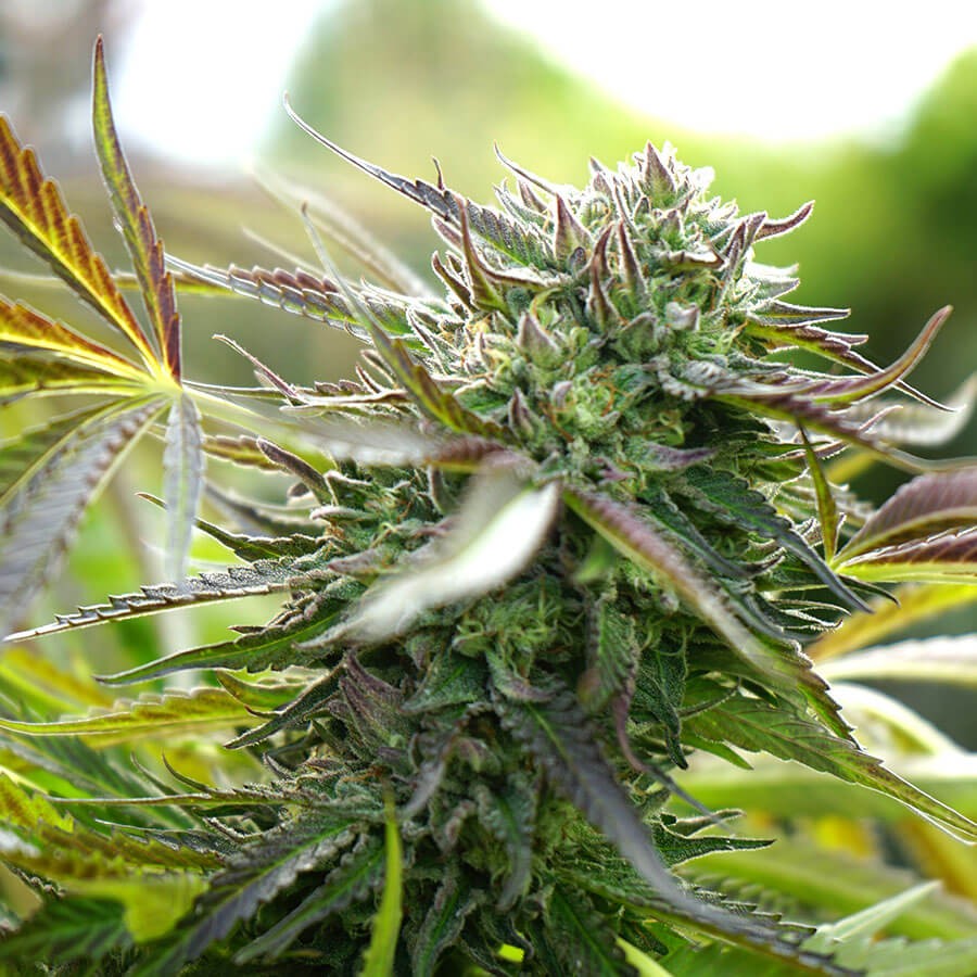 Pineapple Chem Auto Autoflower by Humboldt Seed Organization