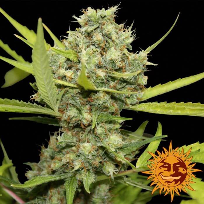 Pineapple Chunk Feminized by Barneys Farm