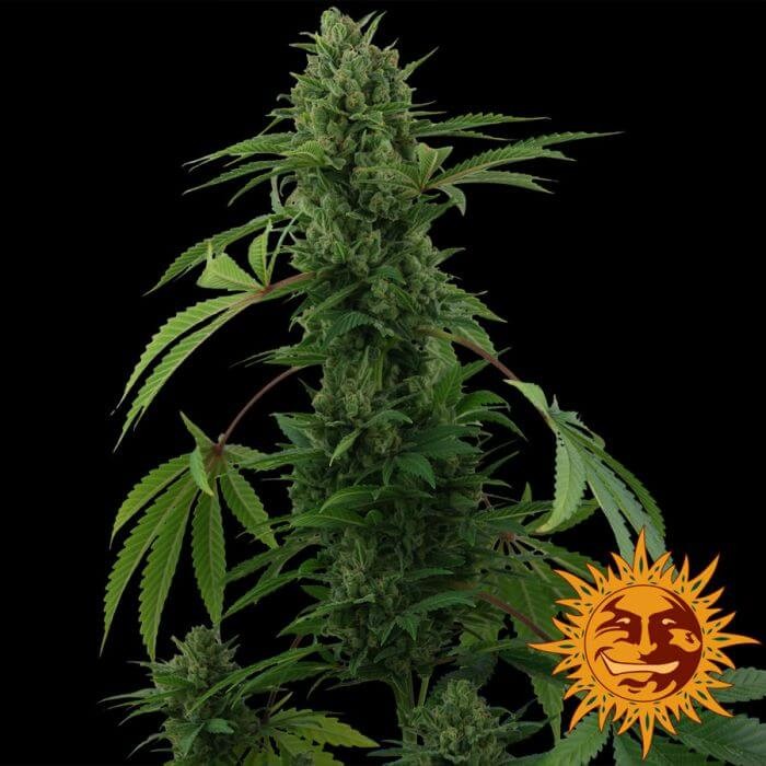 Pineapple Express Auto Autoflower by Barneys Farm