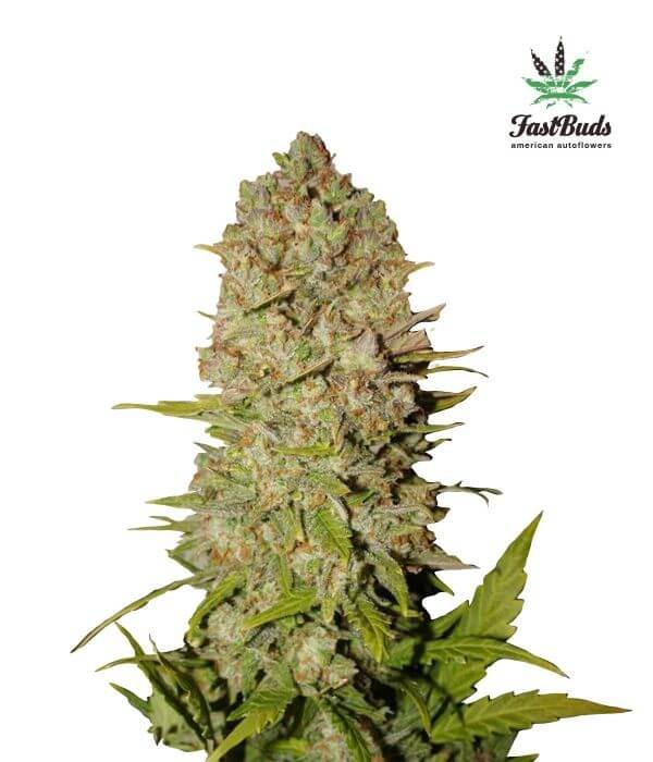 Pineapple Express Autoflower by Fast Buds