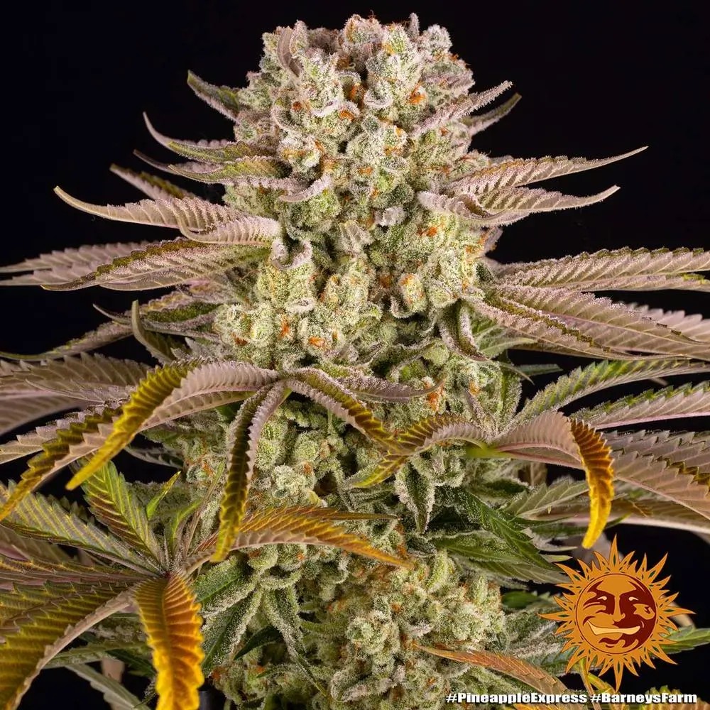 Pineapple Express Feminized by Barneys Farm
